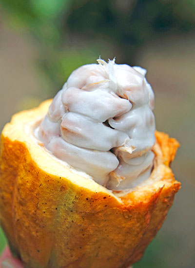 The inside of a cocao pod.